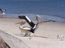 Pelican