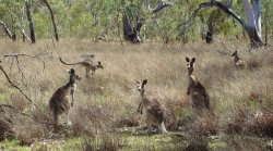 Kangaroo's Picnic
