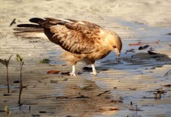 Whistling Kite