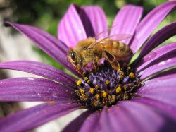 Beez Neez