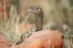 Perentie
