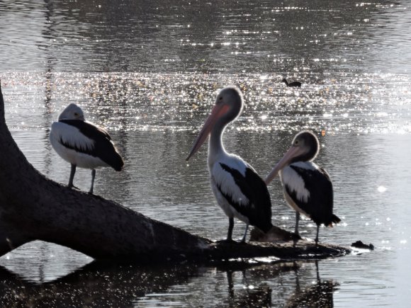 Pelicans At Rest