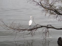 Egret On Swan