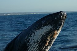 Whale Of A Time At Hervey Bay