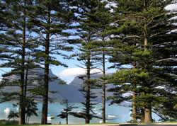 Norfolk Island Pines
