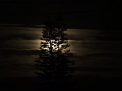 Full Moon Silhouette