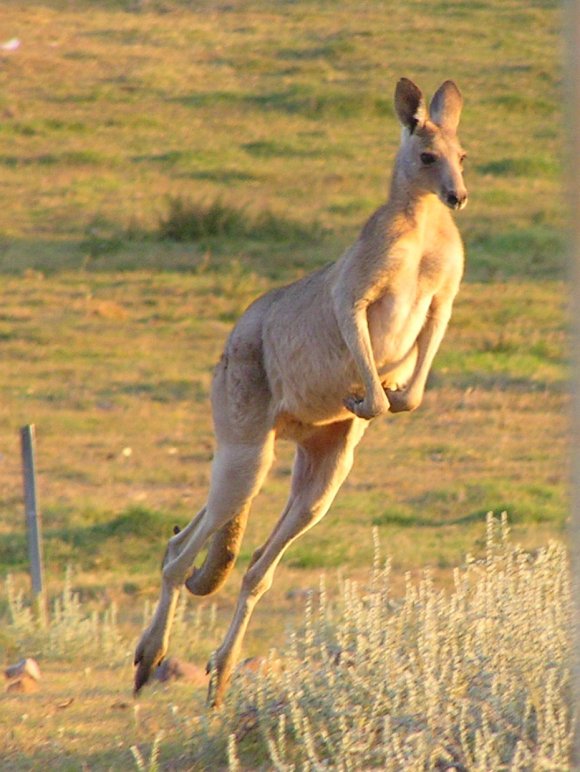 On The Hop