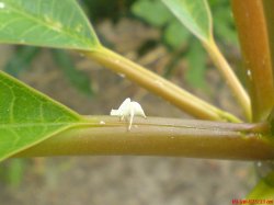 Little White Spider