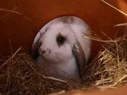 Thumper The Rabbit
