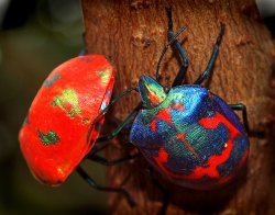 Harlequin Beetles