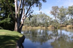 Murray River At Albury