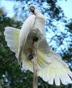 Cockatoo Stretching