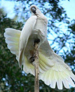 Cockatoo Stretching