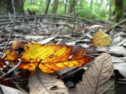 Autumn