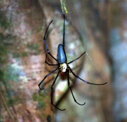 Orb Weaver