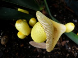 Fungi Magic