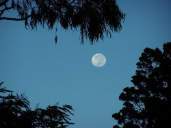 Moon Over Bribie