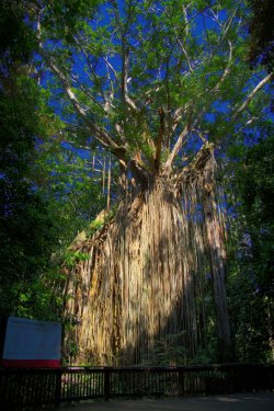 Curtain Fig Tree