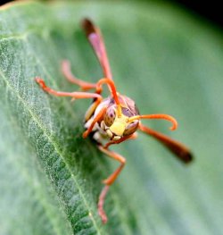 Wasp