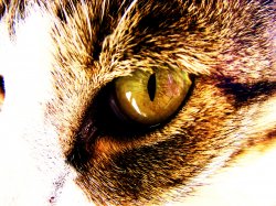 Look Into My Eye