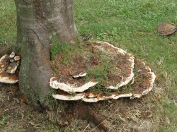Humungus Fungus