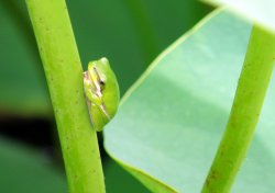 Little Frog