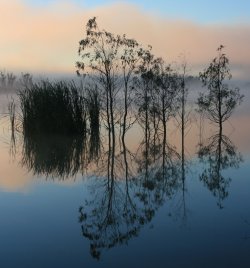 Purnong Reflections