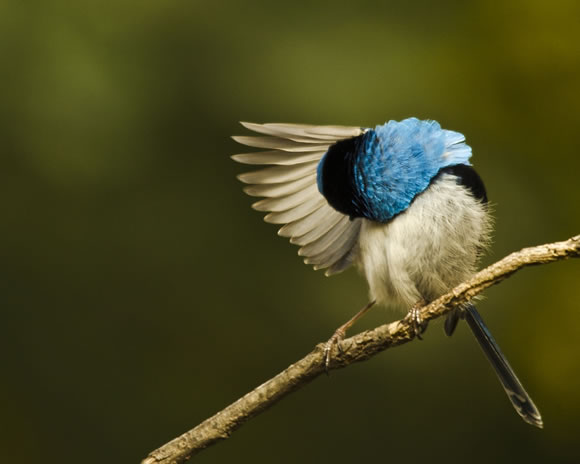 Preening