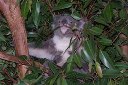 Koala
