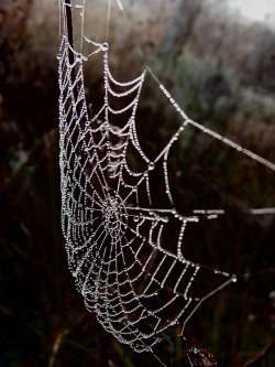 Morning Dew On Spider Web