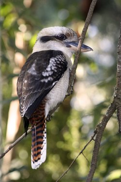 Kookaburra Portrait