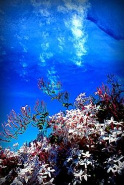 Jasmin Reef