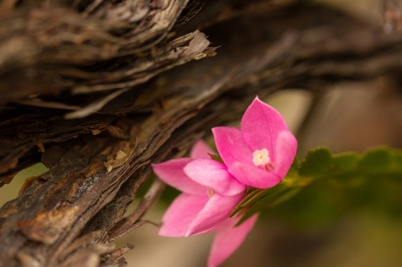 Early Spring