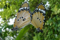 Butterflies In Love