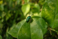 Bugs Life