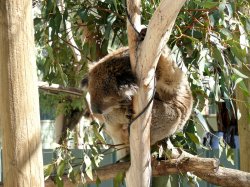 Australia Bear
