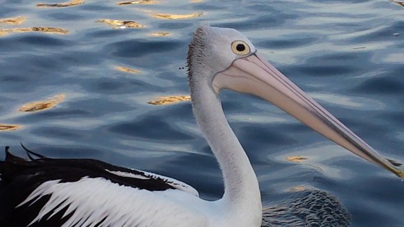 Mr Percival Pelican