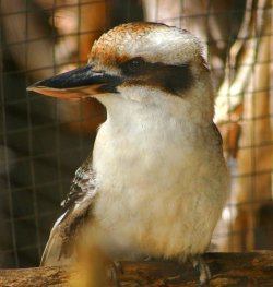 Kookaburra Brown