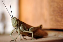 Grasshopper