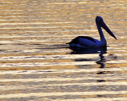 Good Morning Pelican