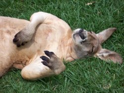 Mid Day Siesta !