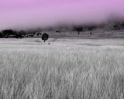 Morning Fog