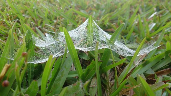 Spider Safety Net