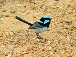Blue Wren