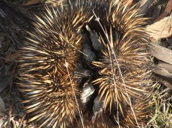 The Echidna