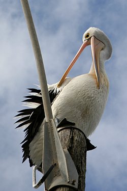 Pole Dancer