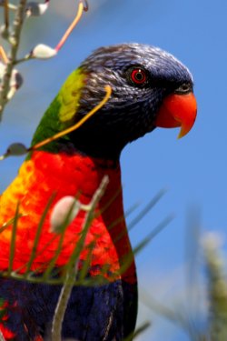 Rainbow Lorikeet