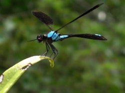 Bluefly