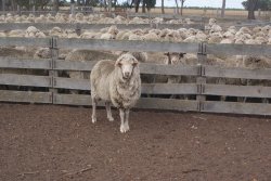 Avoiding The Shearing