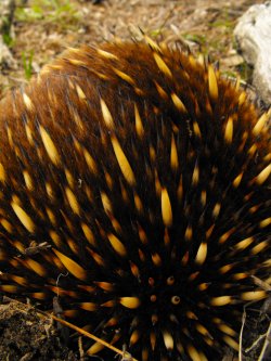 Up Close With An Echidna